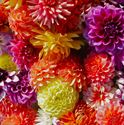 Afbeelding van Dahlia  P12 Divers